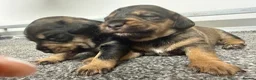 Mixed Breed dogs for sale: Miniature schnoxie/schnauzund puppy’s  - Advert 10