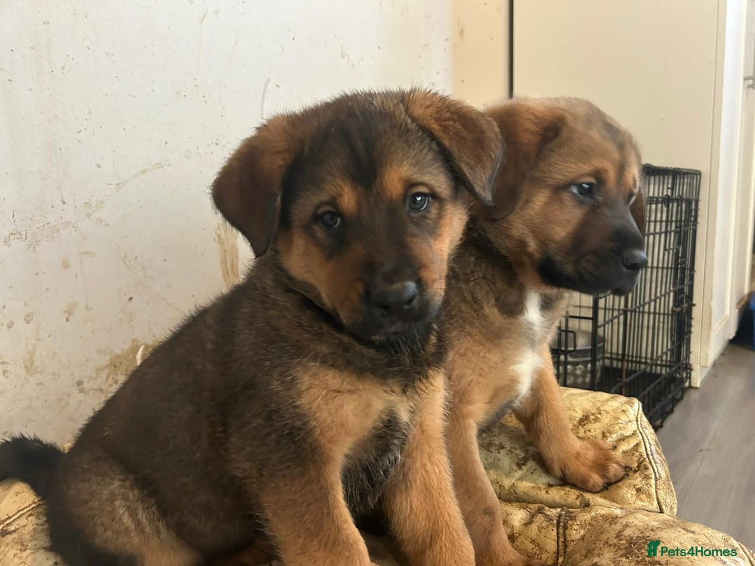 Mixed Breed dogs for sale: 2 akita x rottweiler pups  - Image 3