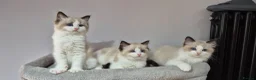 Ragdoll cats for sale: 3 TICA Registered Males for Sale - Advert 5