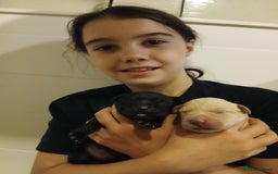 Labrador Retriever dogs for sale: Exceptional FTCHAMPION Labrador Retriever Puppies - Image 7