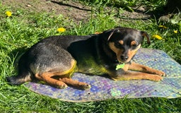 Jack Russell dogs for sale:  Friendly, playful and healthy 3yo Bella - Image 5