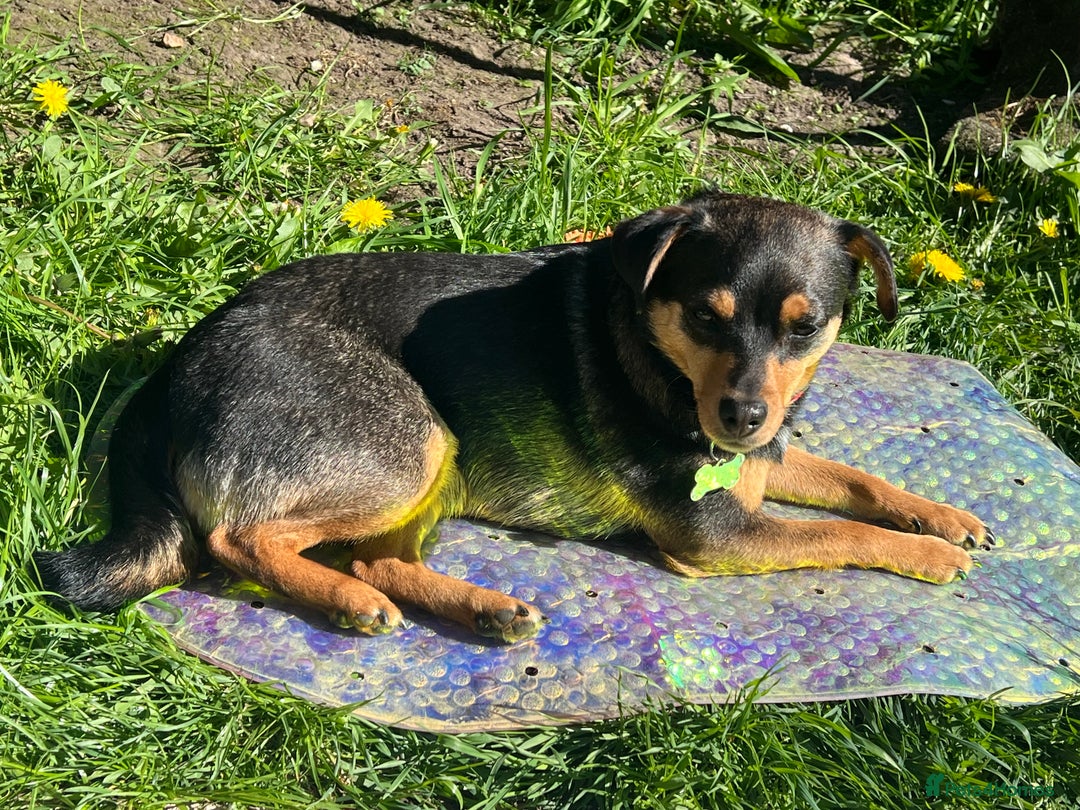 Jack Russell dogs for sale:  Friendly, playful and healthy 3yo Bella - Image 5