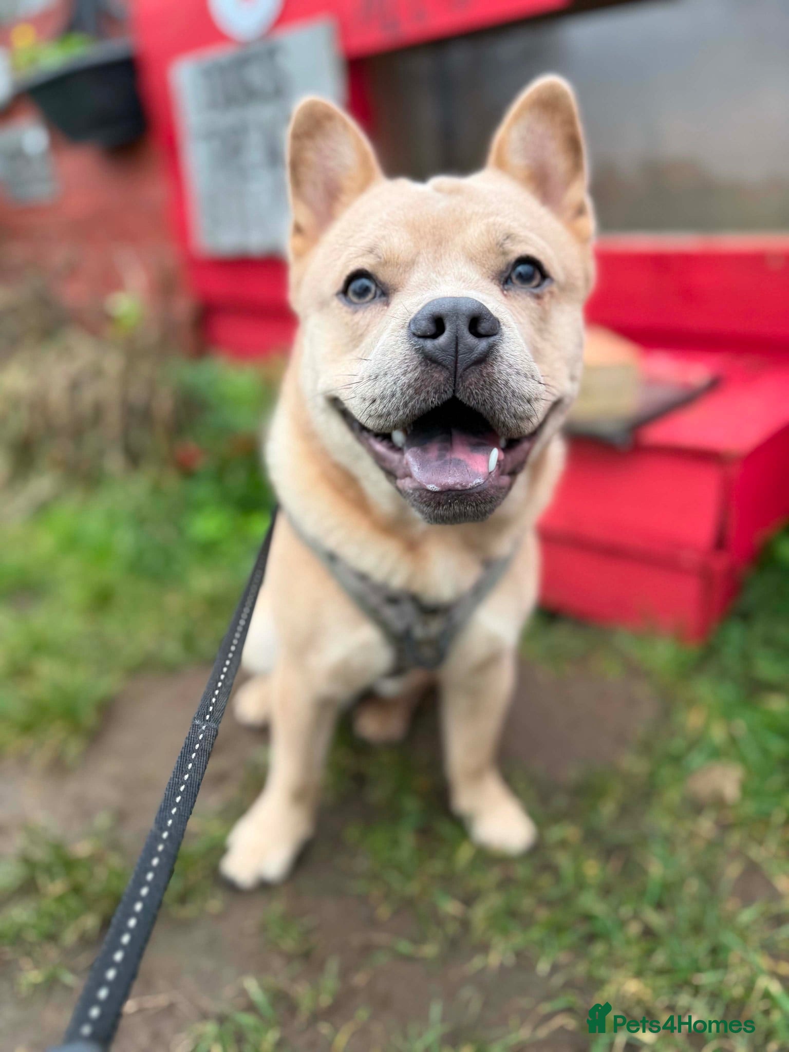 Mixed Breed dogs Meet Cairo- 16 month Frow Frow💙 - Advert 8