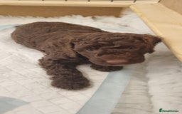 Mixed Breed dogs for sale: Cockapoo - Bernedoodle Pups - Image 13