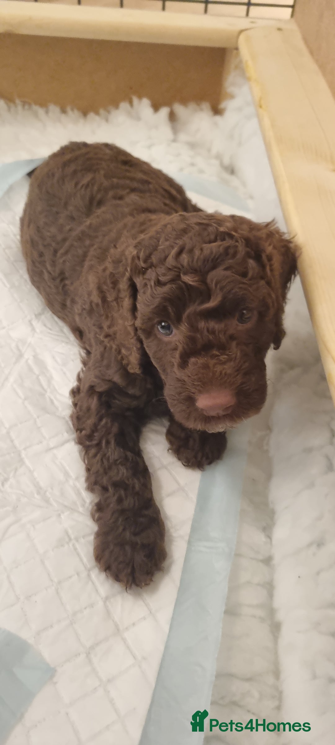 Mixed Breed dogs for sale: Cockapoo - Bernedoodle Pups - Image 13
