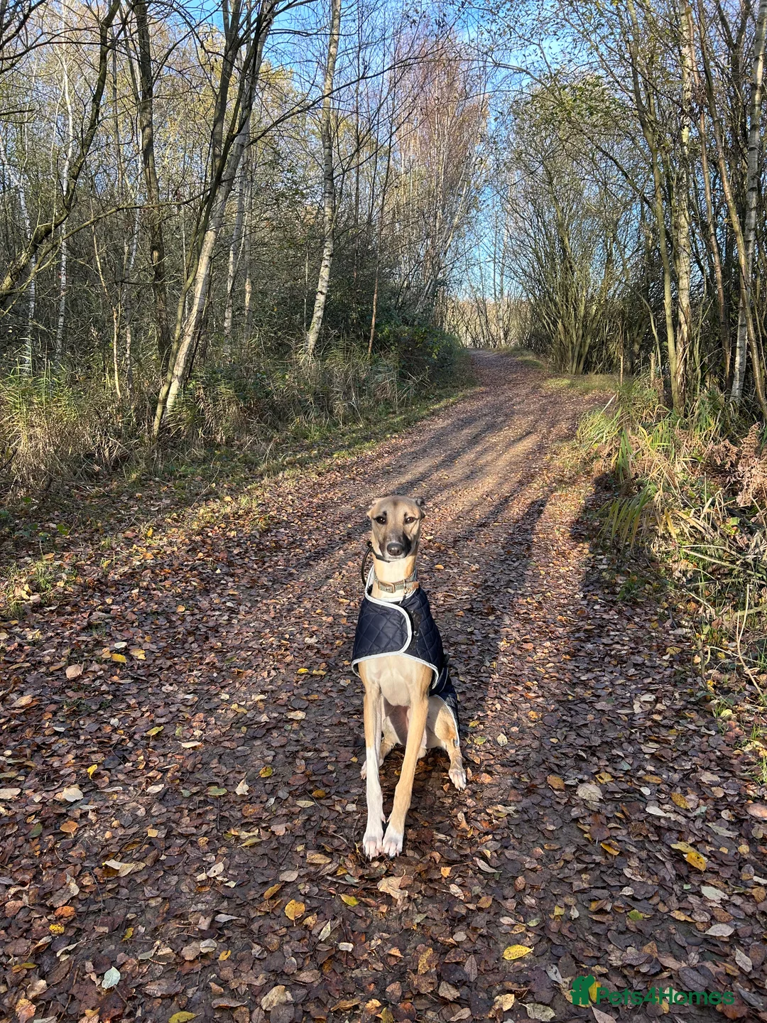 Greyhound dogs for sale: One Year Old Greyhound - Advert 10