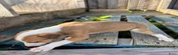 Lurcher dogs for sale: Lurcher puppies in Chesterfield - Advert 12