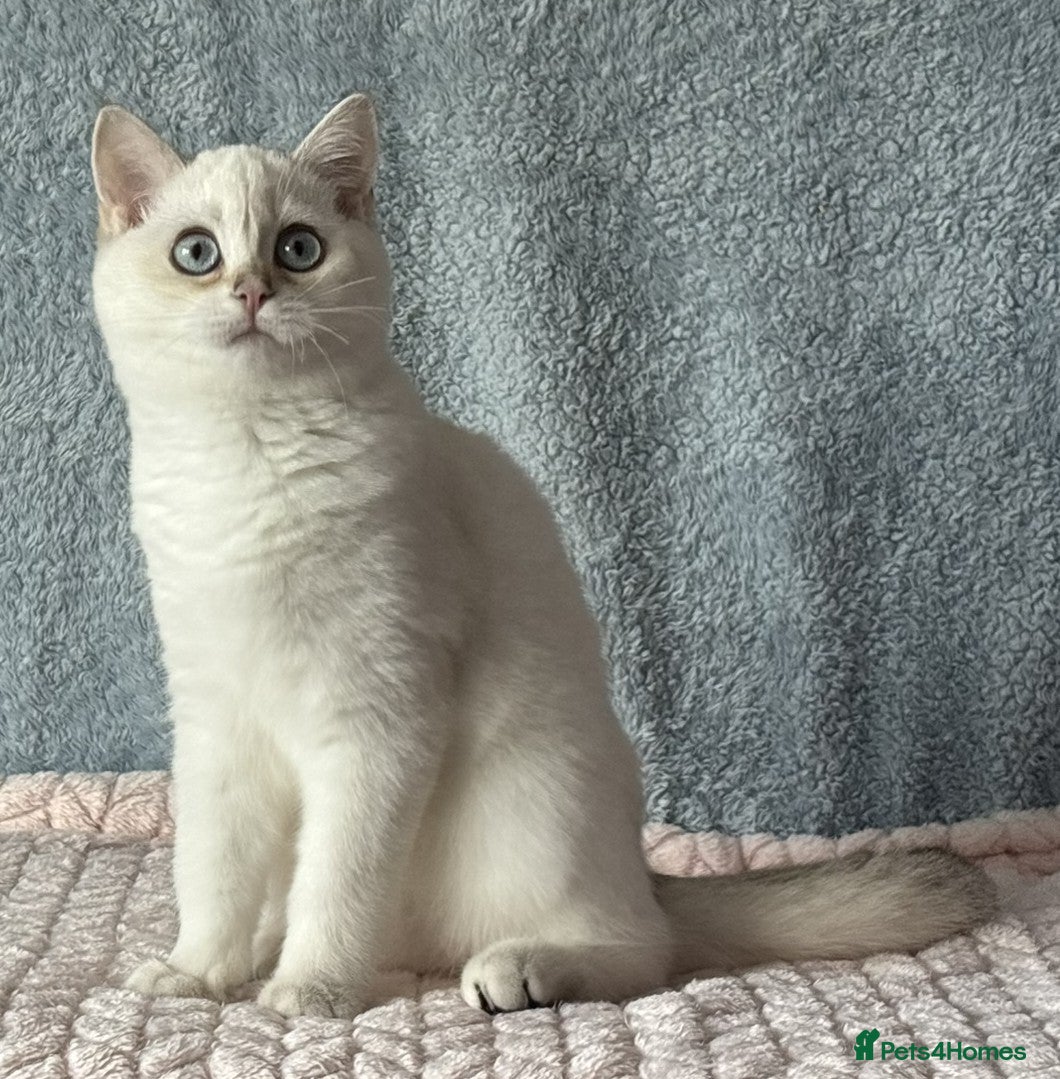 British Shorthair cats TICA Beautiful British Shorthair Kittens - Advert 1