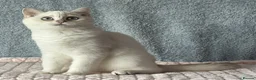 British Shorthair cats for sale: TICA Beautiful British Shorthair Kittens - Advert 8