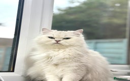 Mixed Breed cats for sale: Beautiful mixed breed kittens  - Image 10