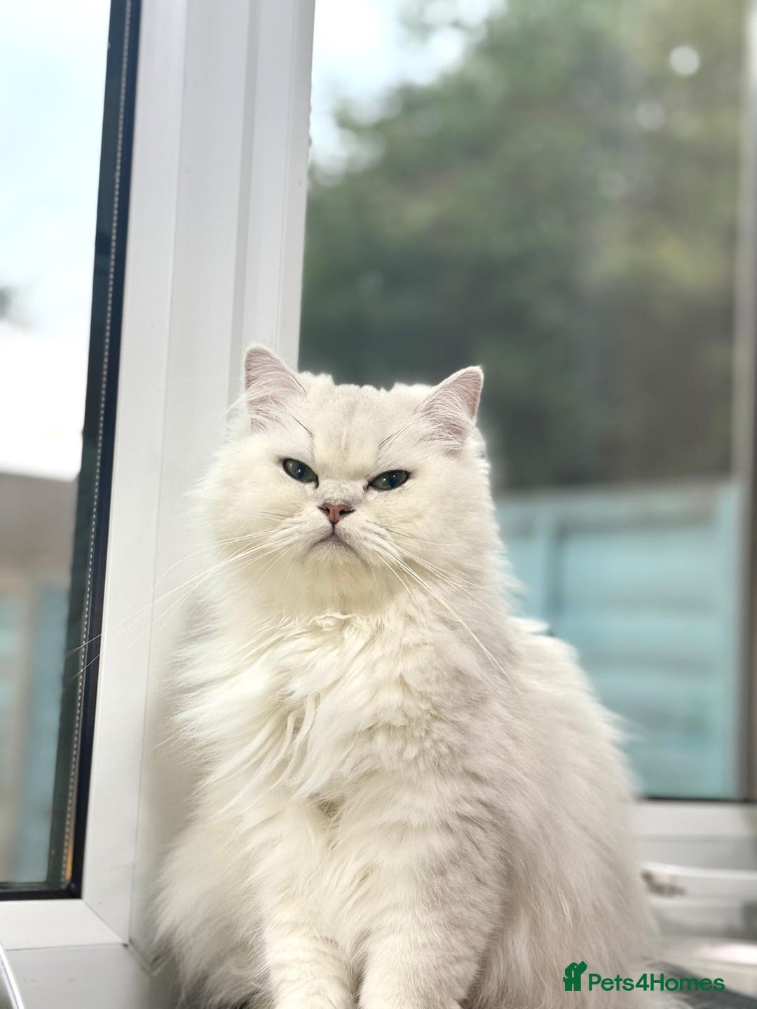 Mixed Breed cats for sale: Beautiful mixed breed kittens  - Image 10