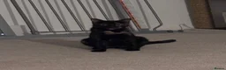 Mixed Breed cats for sale:  mixed kittens, Maine coon ancestry and ragdoll 🐾 - Advert 29