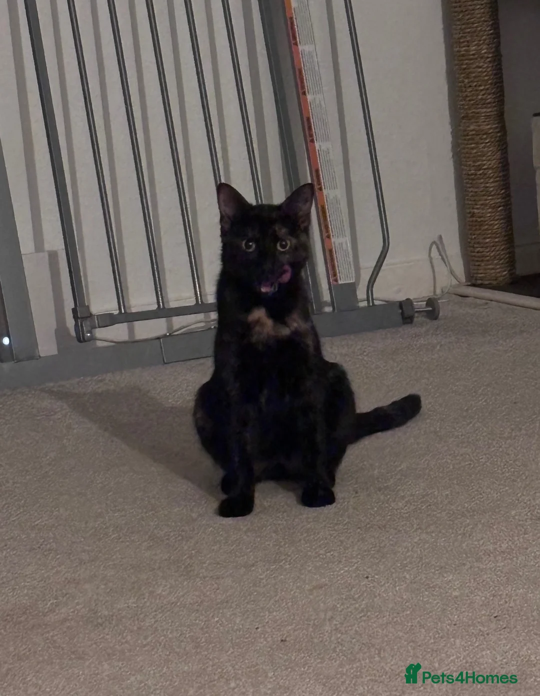 Mixed Breed cats for sale:  mixed kittens, Maine coon ancestry and ragdoll 🐾 - Advert 29
