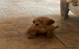 Golden Retriever dogs for sale: KC Registered Golden Retriever Puppies - Image 27