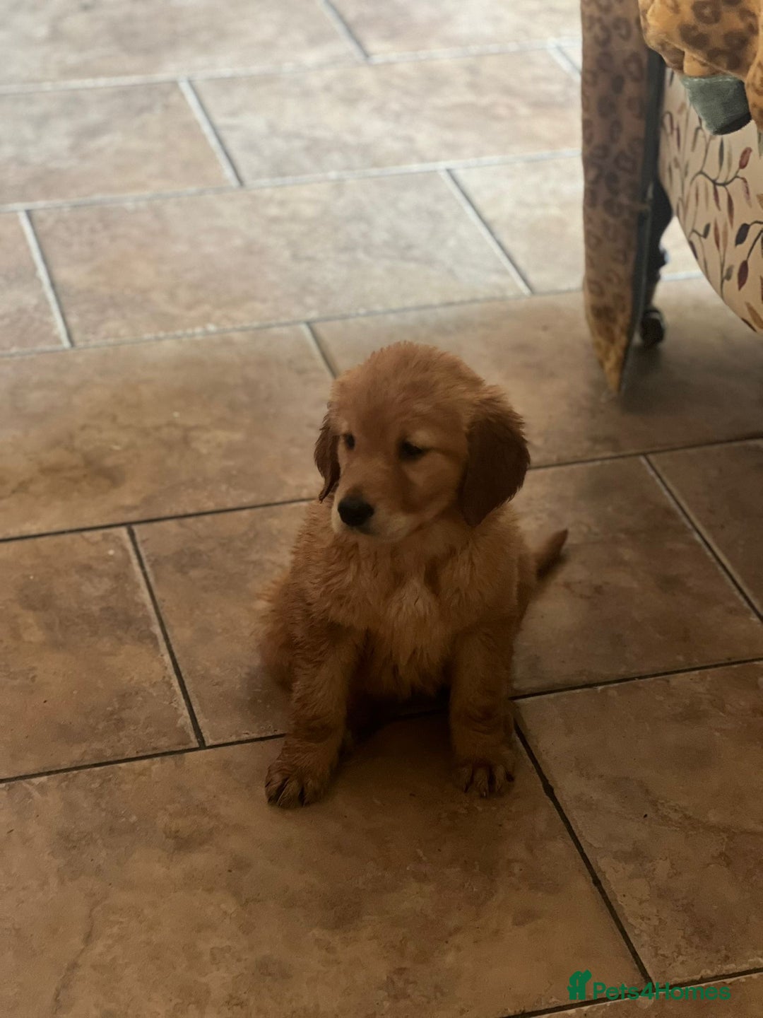 Golden Retriever dogs for sale: KC Registered Golden Retriever Puppies - Image 27