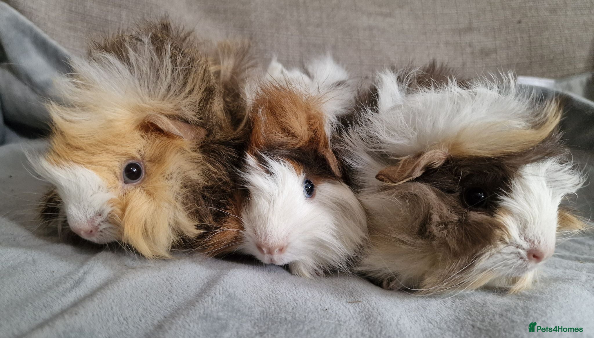 Guinea Pig rodents Abyssinian brothers - Advert 1