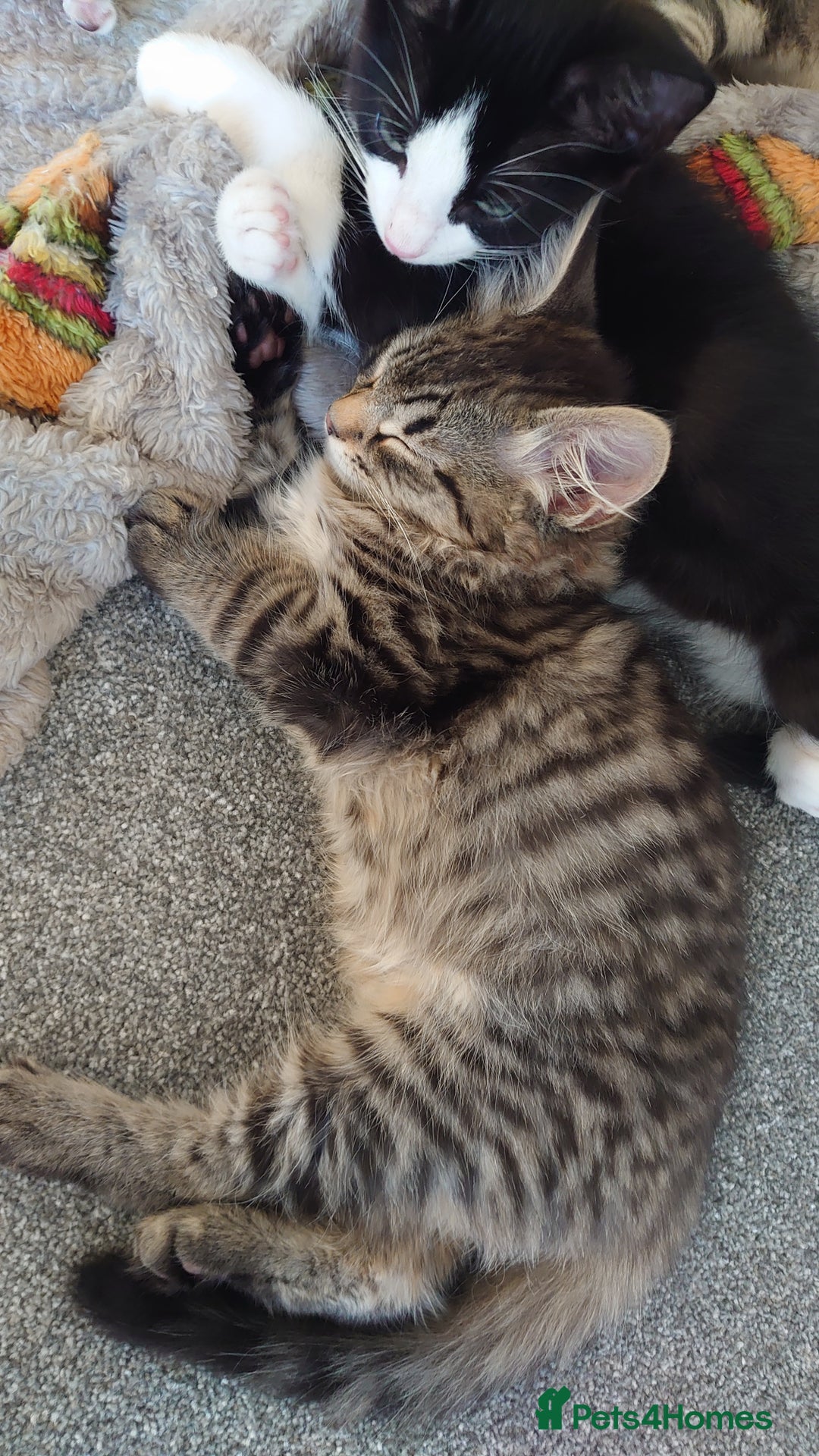 Mixed Breed cats for sale: Kittens ready now - Advert 16