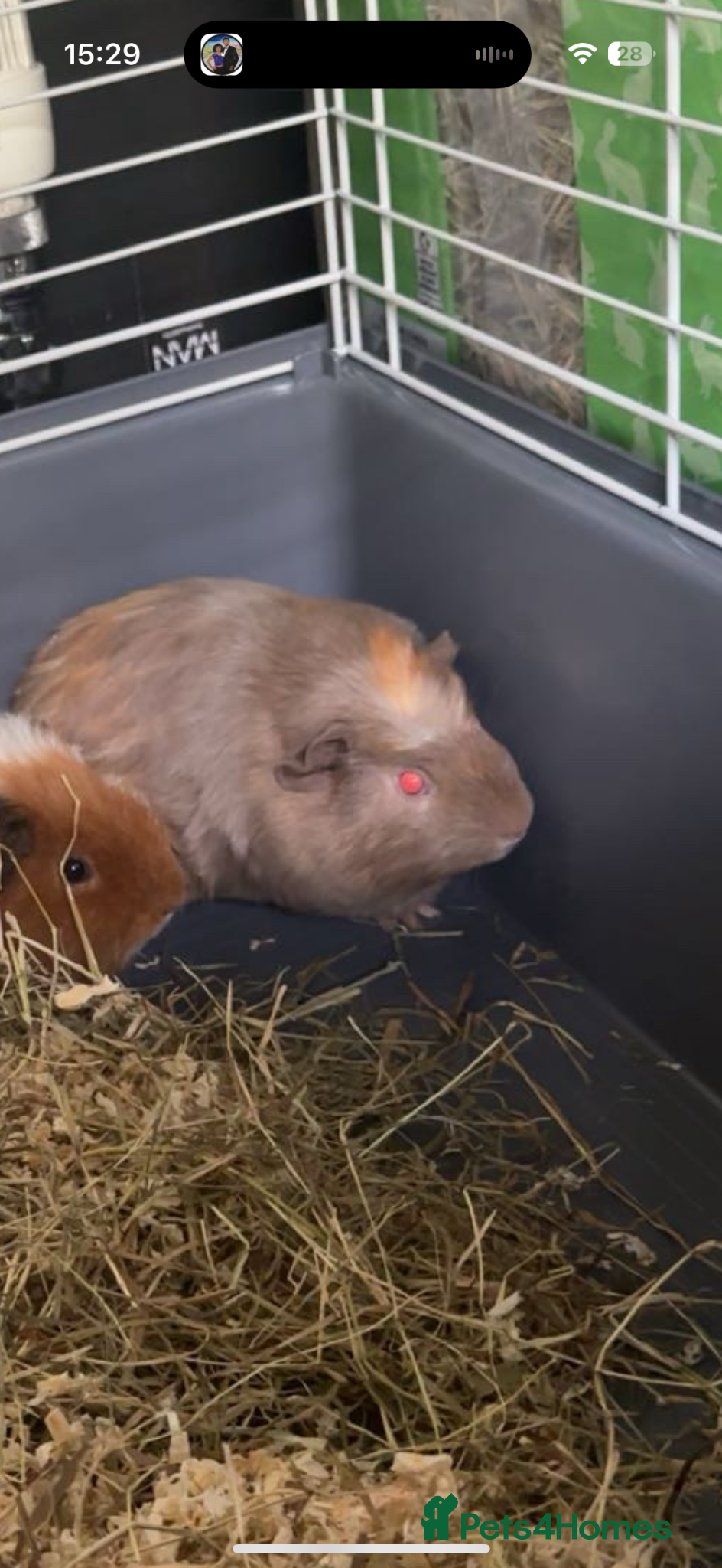 Guinea Pig rodents X2 11 week guinea pigs for sale  - Advert 2