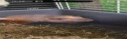 Guinea Pig rodents for sale: X2 11 week guinea pigs for sale  in Huddersfield - Advert 2