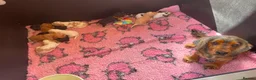 Cocker Spaniel dogs for sale: 5* Show cocker spaniels puppies  - Advert 6