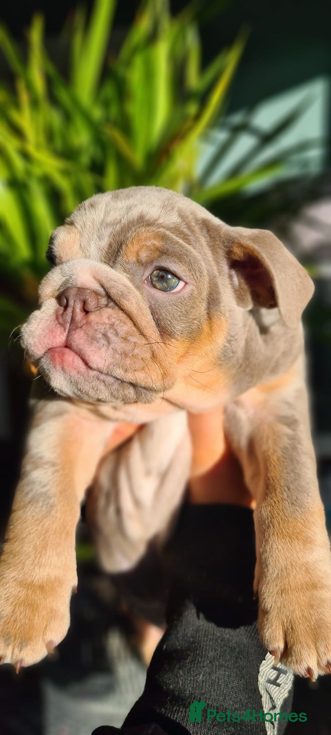 English Bulldog dogs for sale: ✨ lilac Tan & Merle Female bulldog. – Available ✨ - Advert 21