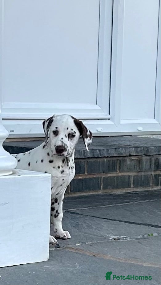 Dalmatian dogs Dalmatian beautiful - Advert 1