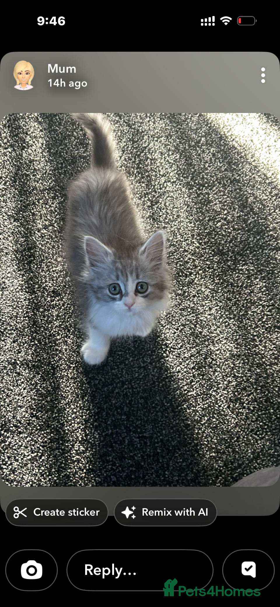 Persian cats Last boy  - Advert 12