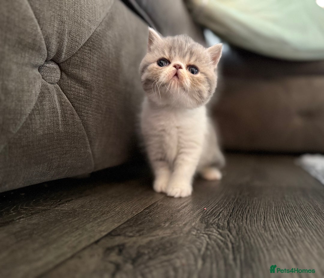Exotic cats for sale: 4 beautiful exotic shorthair girls  - Image 10