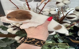 Jack Russell dogs for sale: KC STUNNING ROUGH COATED JACK RUSSELL PUPS  - Image 2