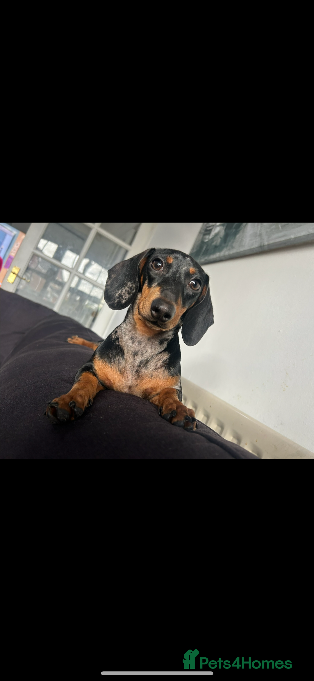 Miniature Dachshund dogs for sale: Beautiful miniature dachshunds  - Advert 4