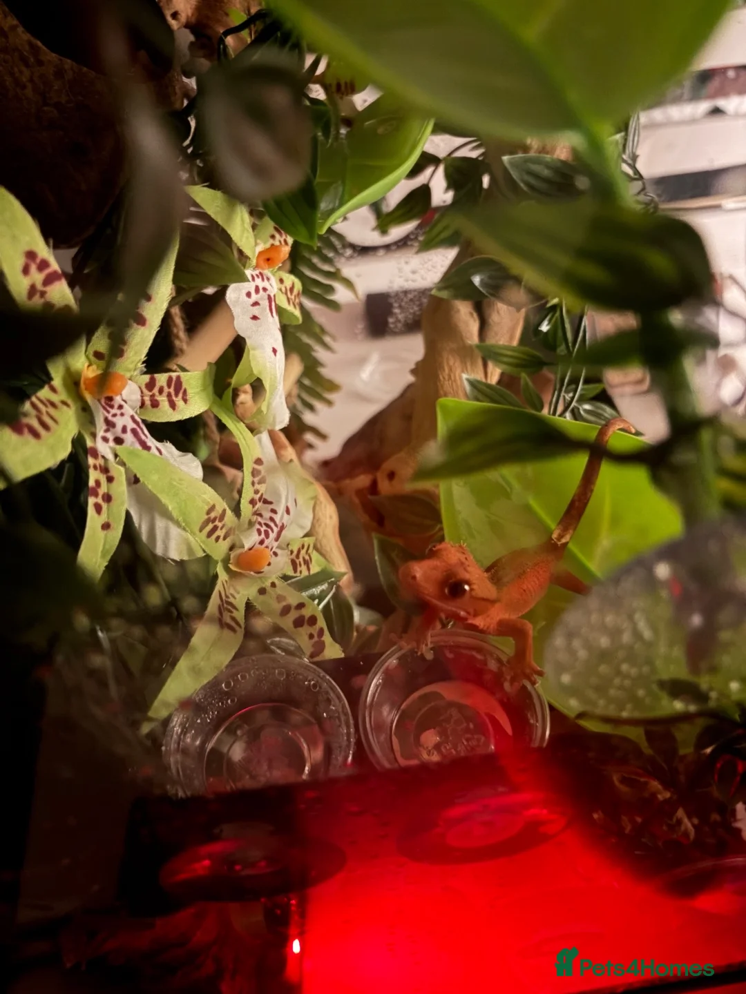 Gecko reptiles for sale: Crested Gecko and setup - Advert 2
