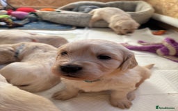 Golden Retriever dogs for sale: Golden retriever puppies  - Image 17