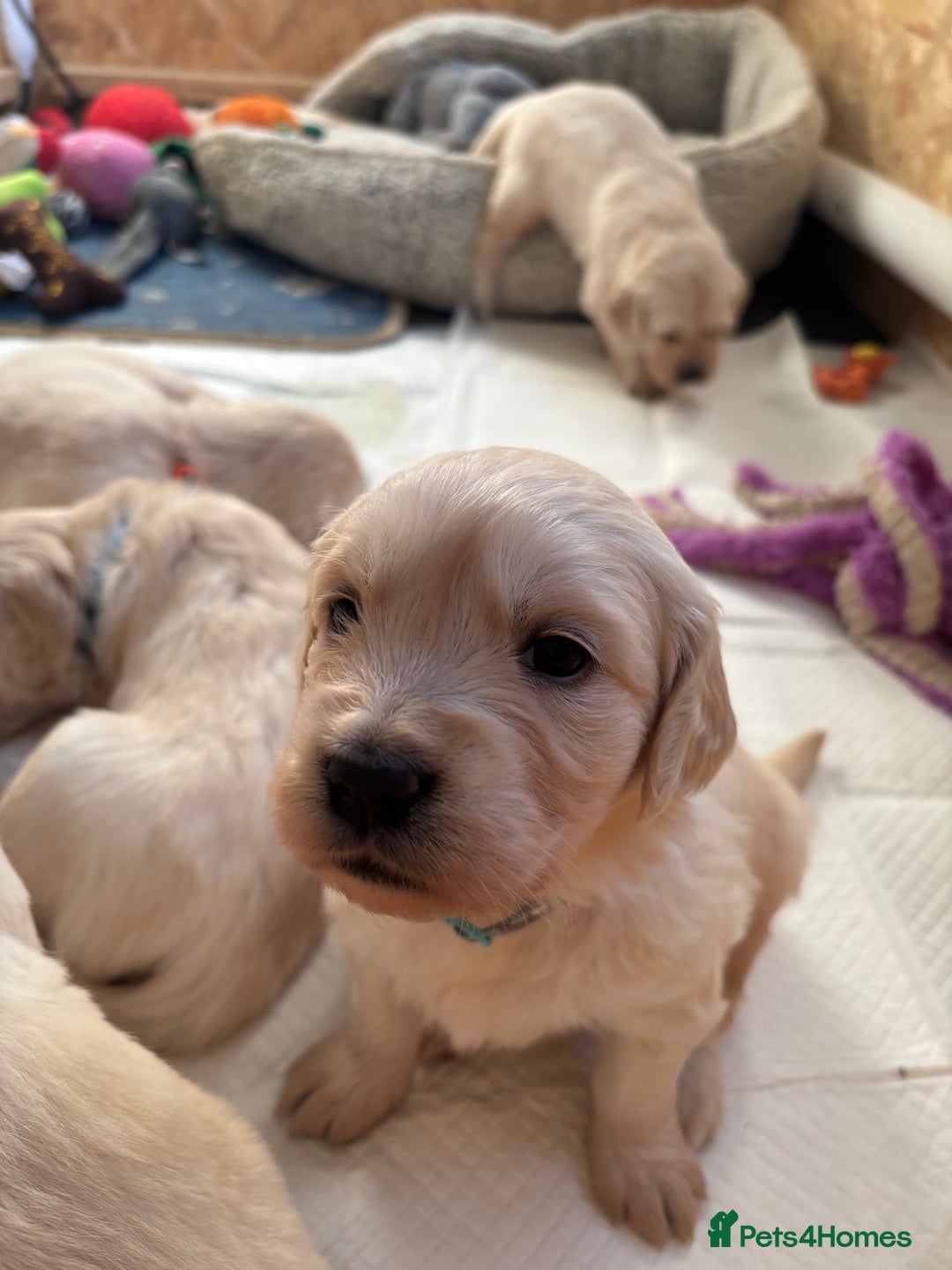 Golden Retriever dogs for sale: Golden retriever puppies  - Image 17