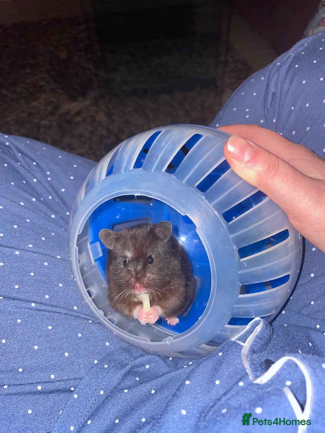 Hamster rodents for sale: Beautiful gentle Female Syrian Hamster with cage  - Advert 5