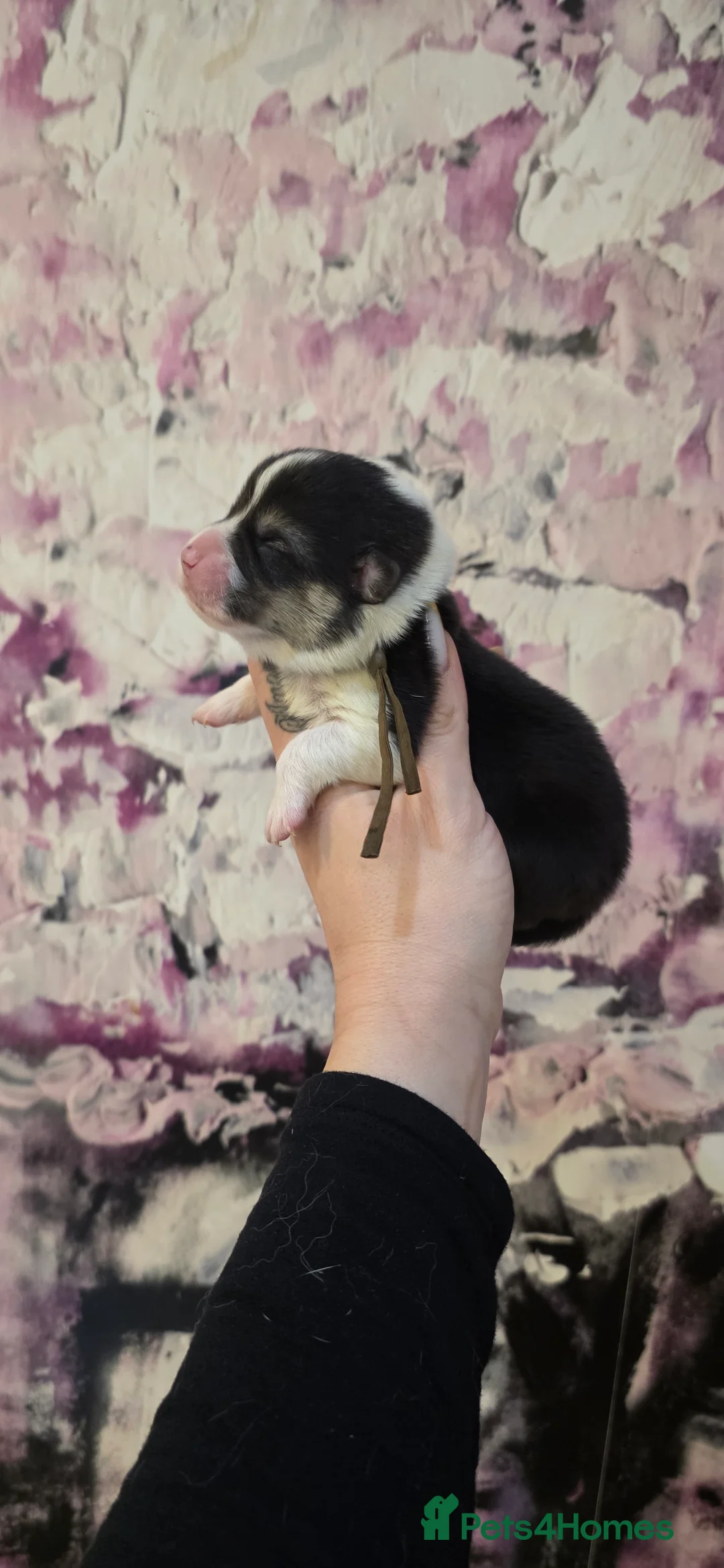 Welsh Corgi Pembroke dogs for sale: Outstanding Welsh Pembroke Corgi Puppies - Advert 14