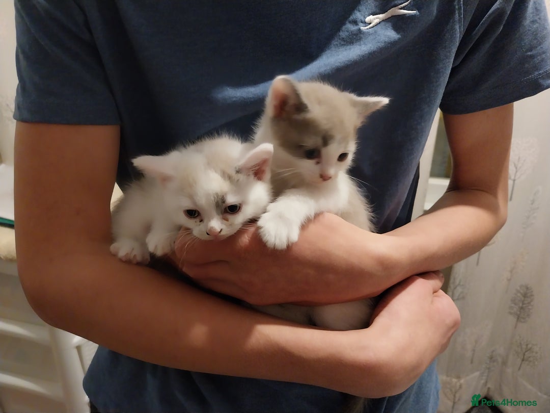 Mixed Breed cats for sale: Lovely kittens looking for homes! - Image 4