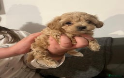 Maltipoo dogs for sale: Maltipoo puppies - Image 6