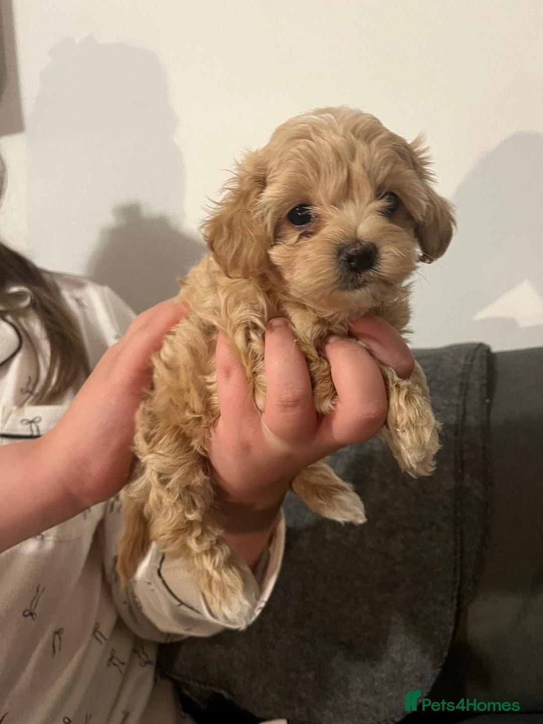 Maltipoo dogs for sale: Maltipoo puppies - Image 6