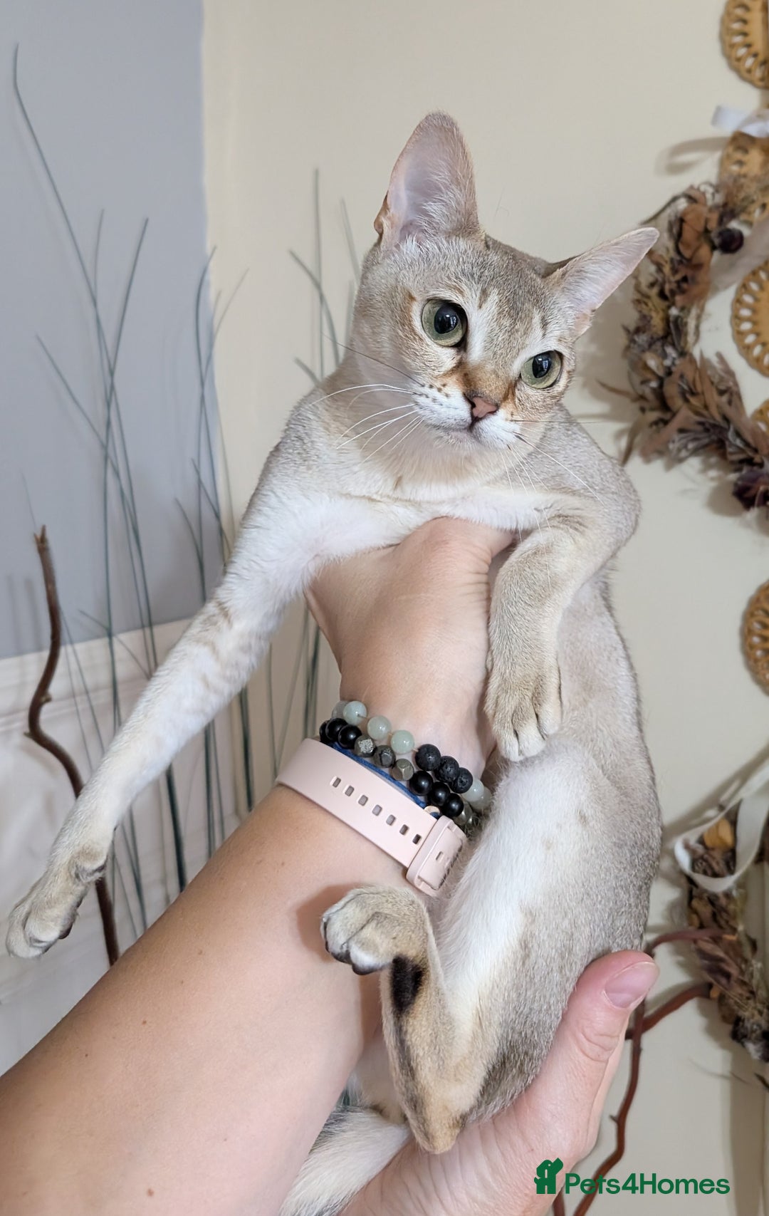 Singapura cats for sale: Singapura girl  - Advert 4