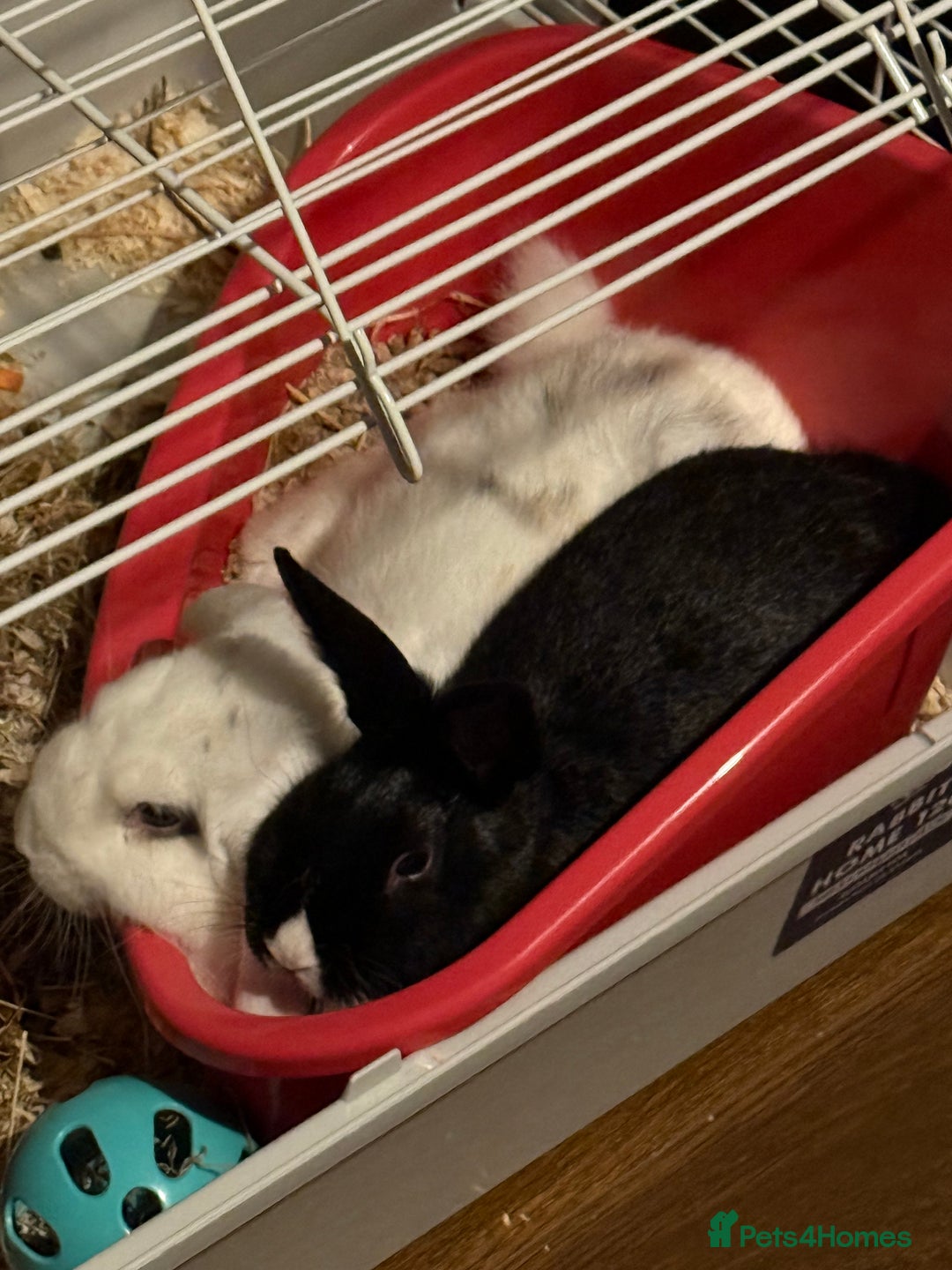 Mixed Breed rabbits for sale: Her name is Lola  - Advert 4