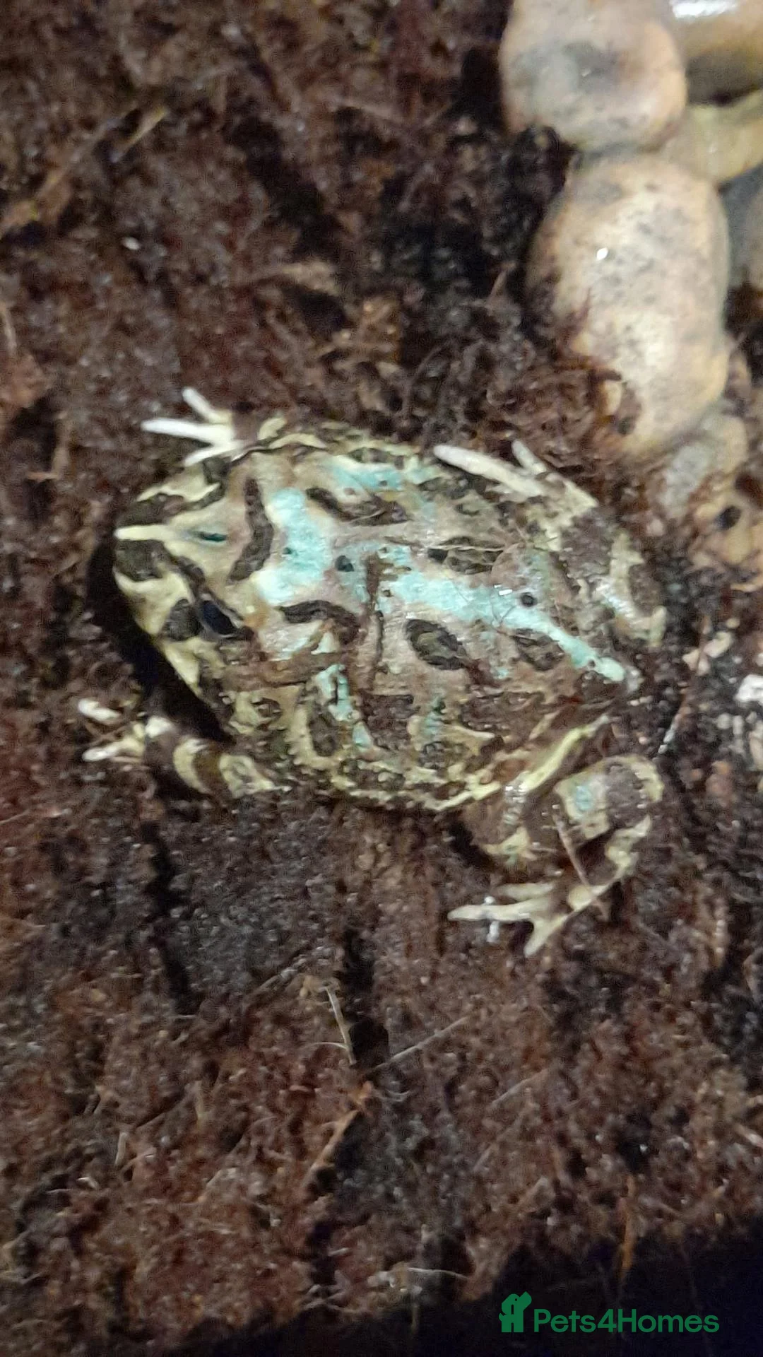 Frog reptiles for sale: Pacman frogs and reptiles for sale - Advert 2