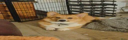 Welsh Corgi Pembroke dogs for stud: Welsh Pembrokeshire corgi in Martock - Advert 6