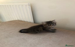 Bengal cats for sale: Kittens for sale!!  - Image 5