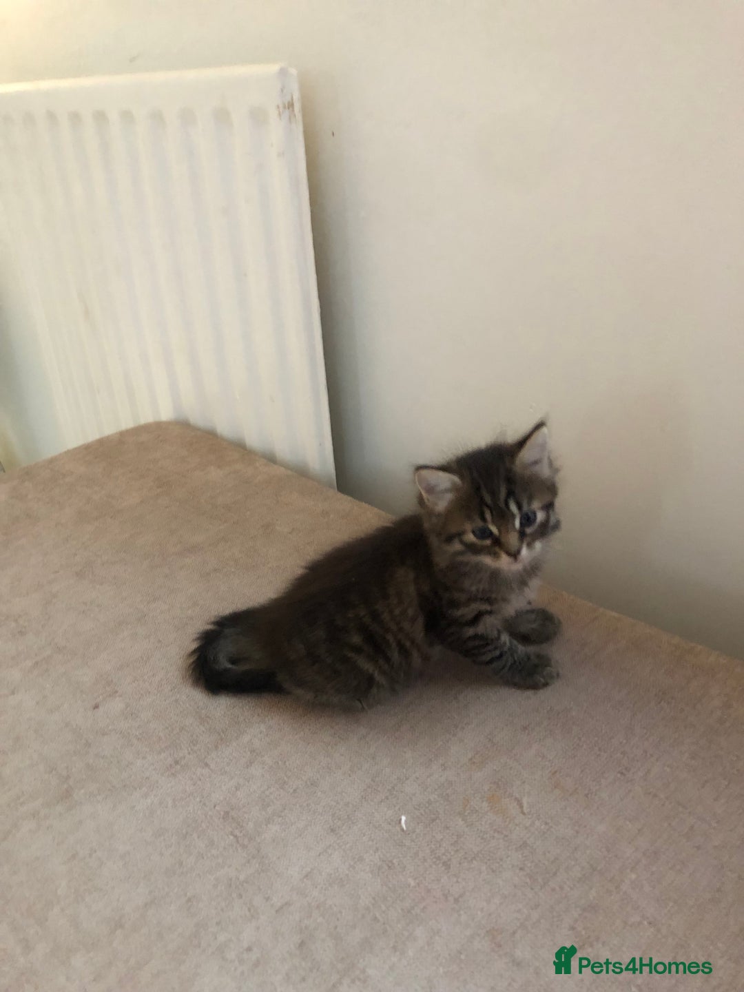 Bengal cats for sale: Kittens for sale!!  - Image 5