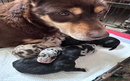Mixed Breed dogs for sale: Kelpie x Border Collie pups available for new home - Image 11
