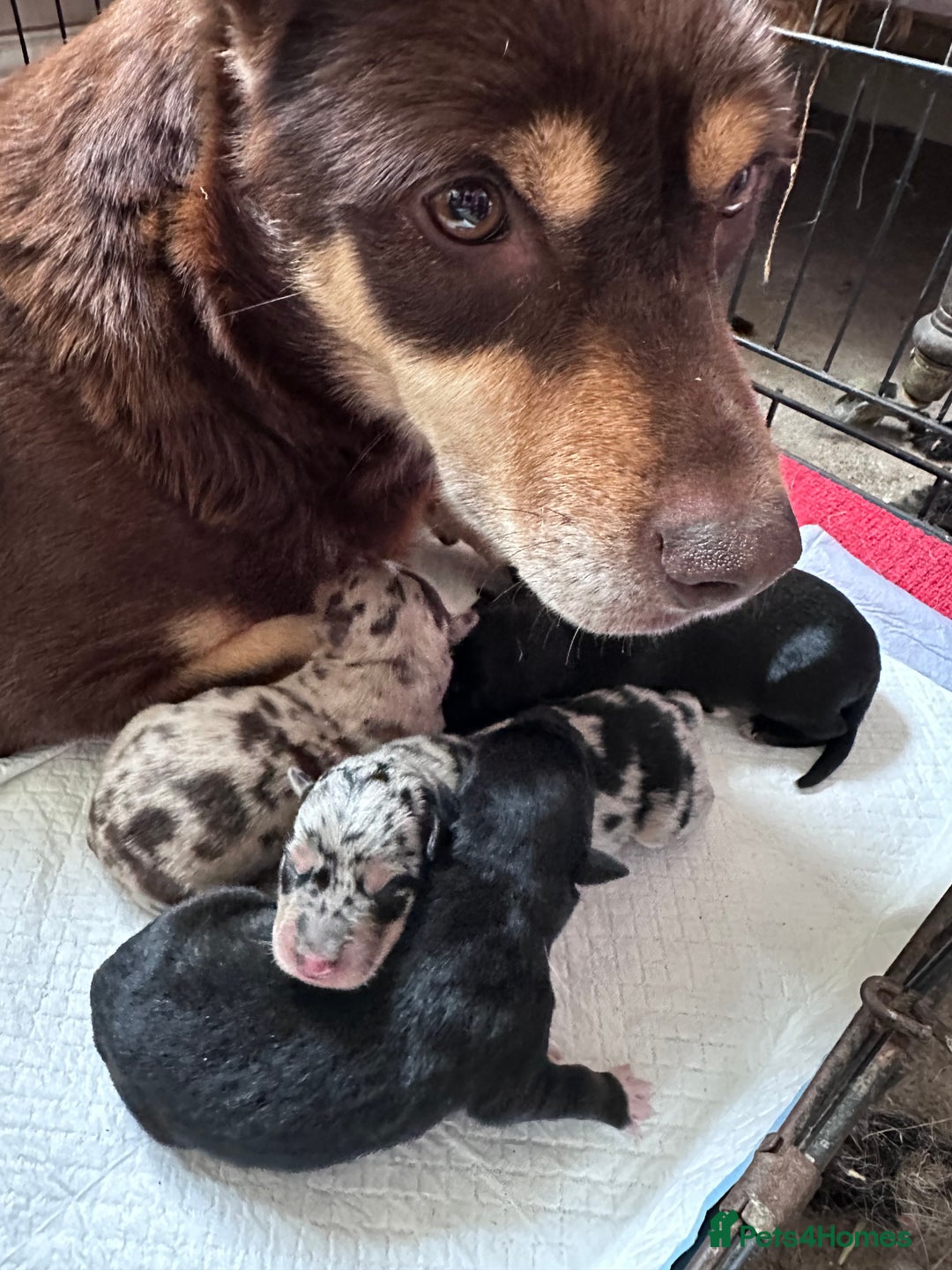 Mixed Breed dogs for sale: Kelpie x Border Collie pups available for new home - Image 11