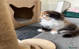 Scottish Fold cats for sale: TICA registered Scottish Fold Girl - Image 9