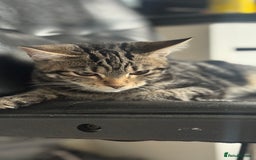 Mixed Breed cats for sale: Kittens for sale - Image 6
