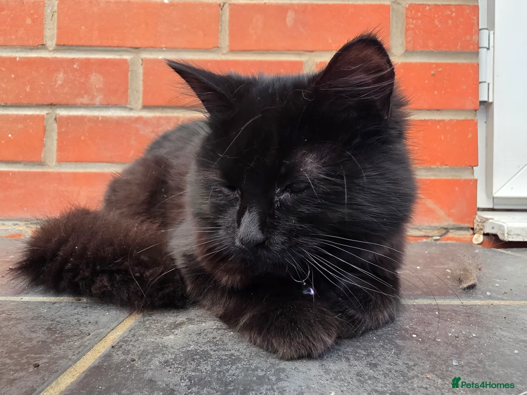 Mixed Breed cats for sale: Beautiful fluffy kittens  - Advert 2