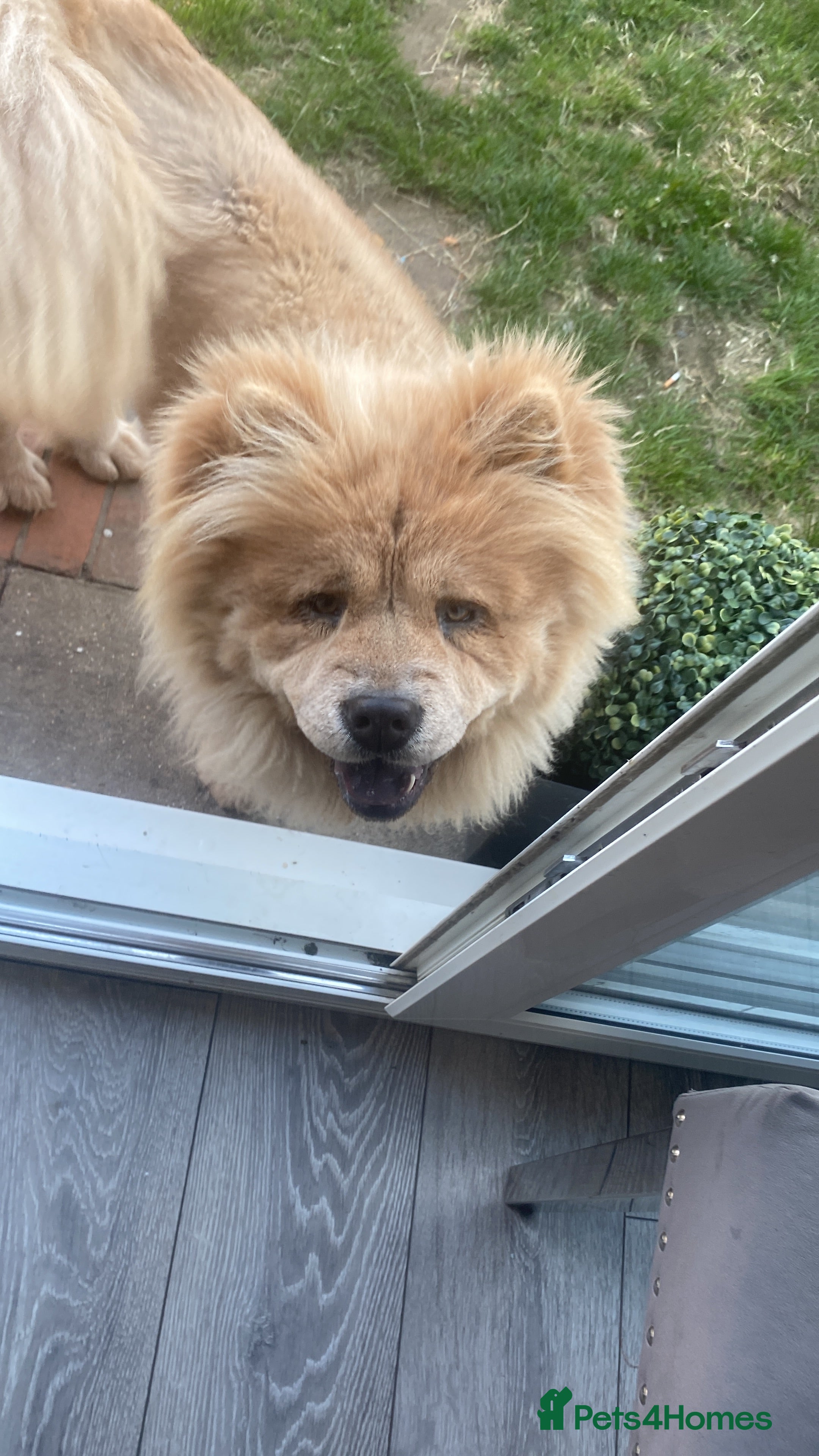 Chow Chow dogs Adult chowchow female  - Advert 13